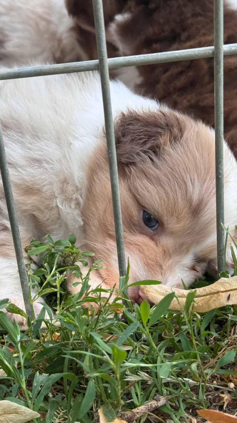 Sheperda - Chiots disponibles - Berger Australien