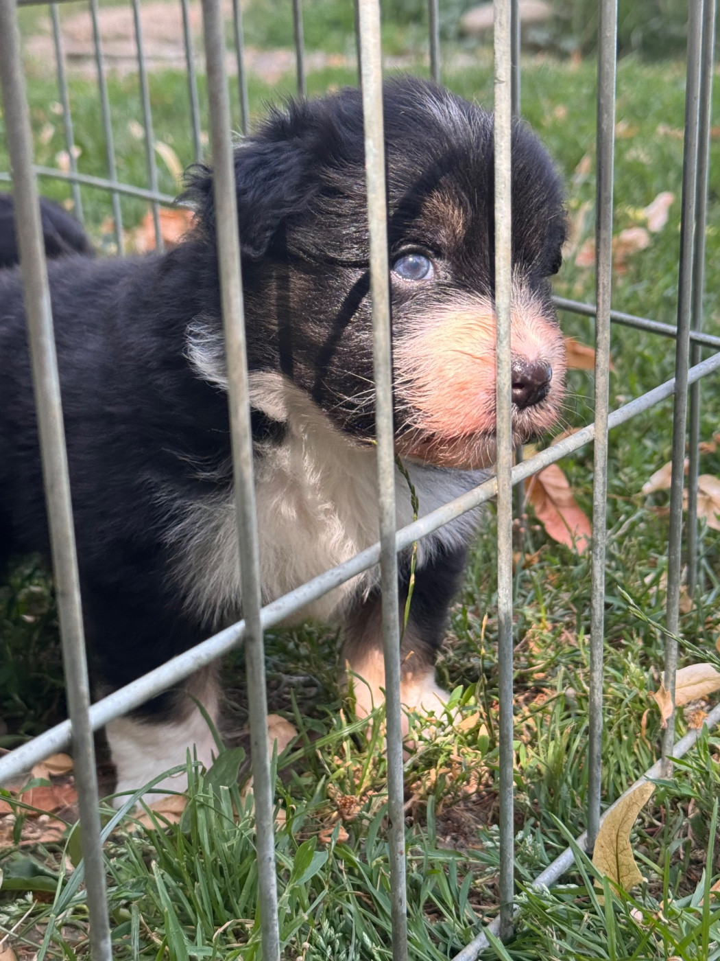 Sheperda - Chiots disponibles - Berger Australien