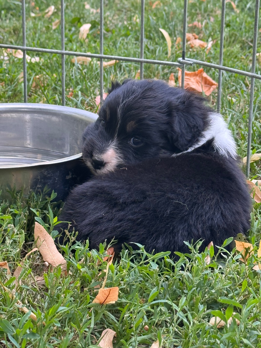 Sheperda - Chiots disponibles - Berger Australien