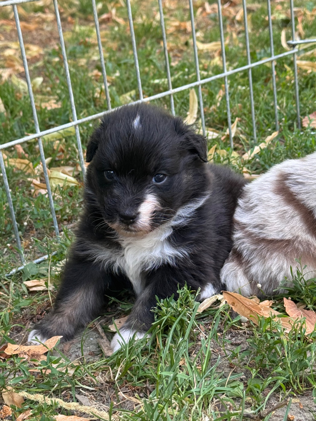 Sheperda - Chiots disponibles - Berger Australien
