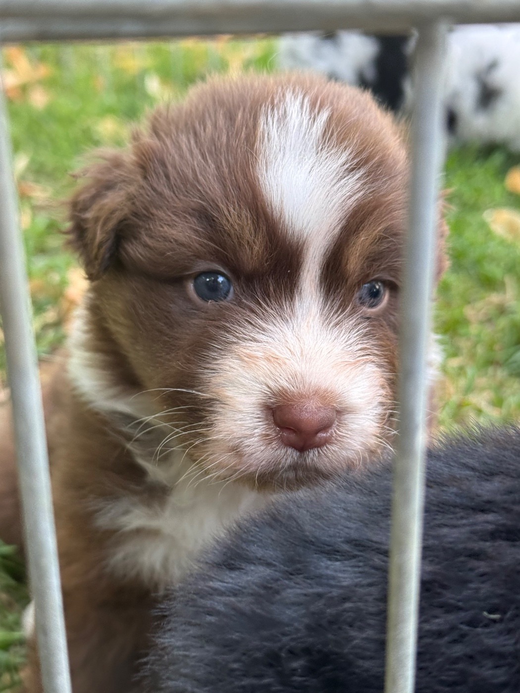 Sheperda - Chiots disponibles - Berger Australien