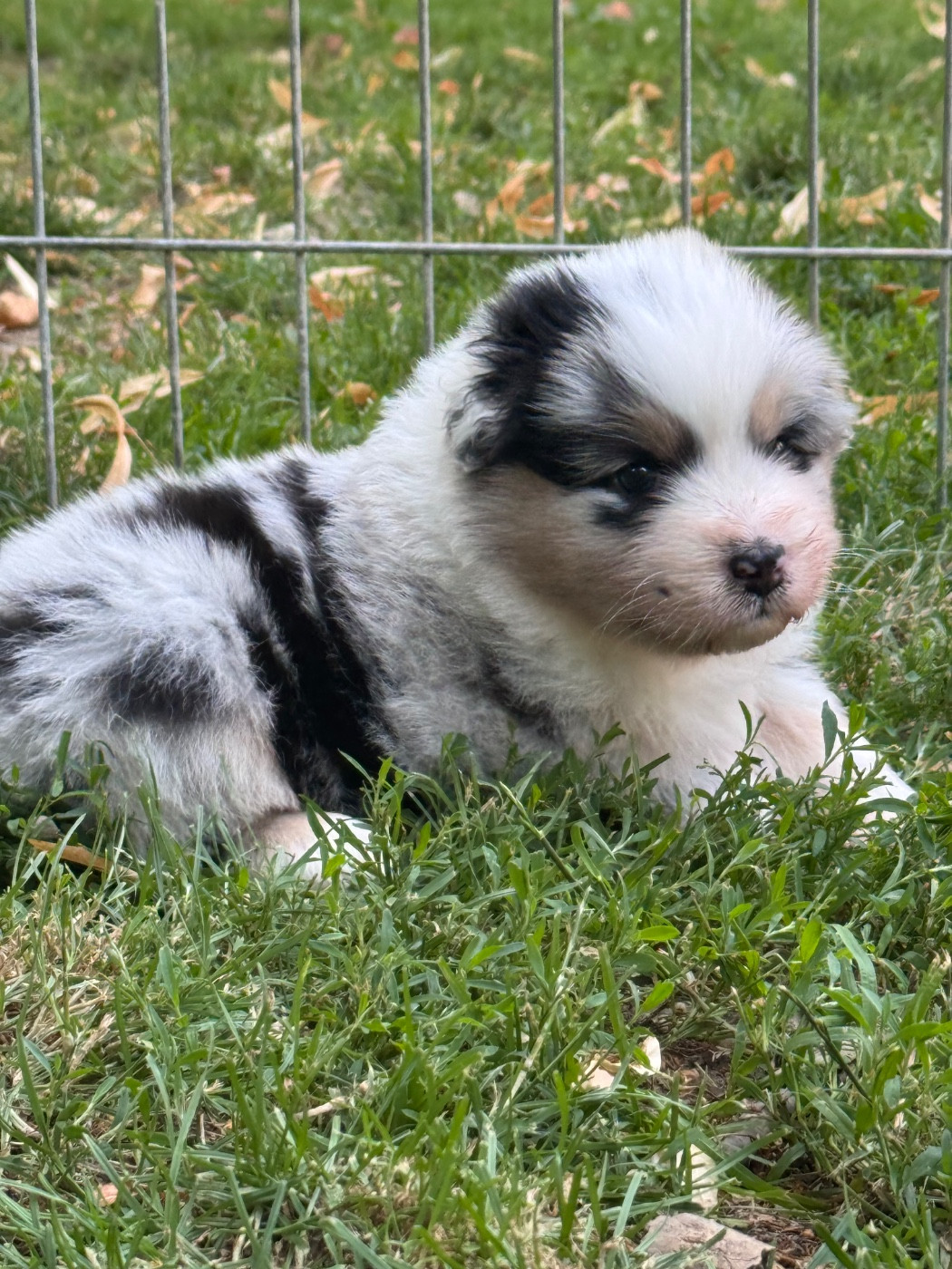 Sheperda - Chiots disponibles - Berger Australien