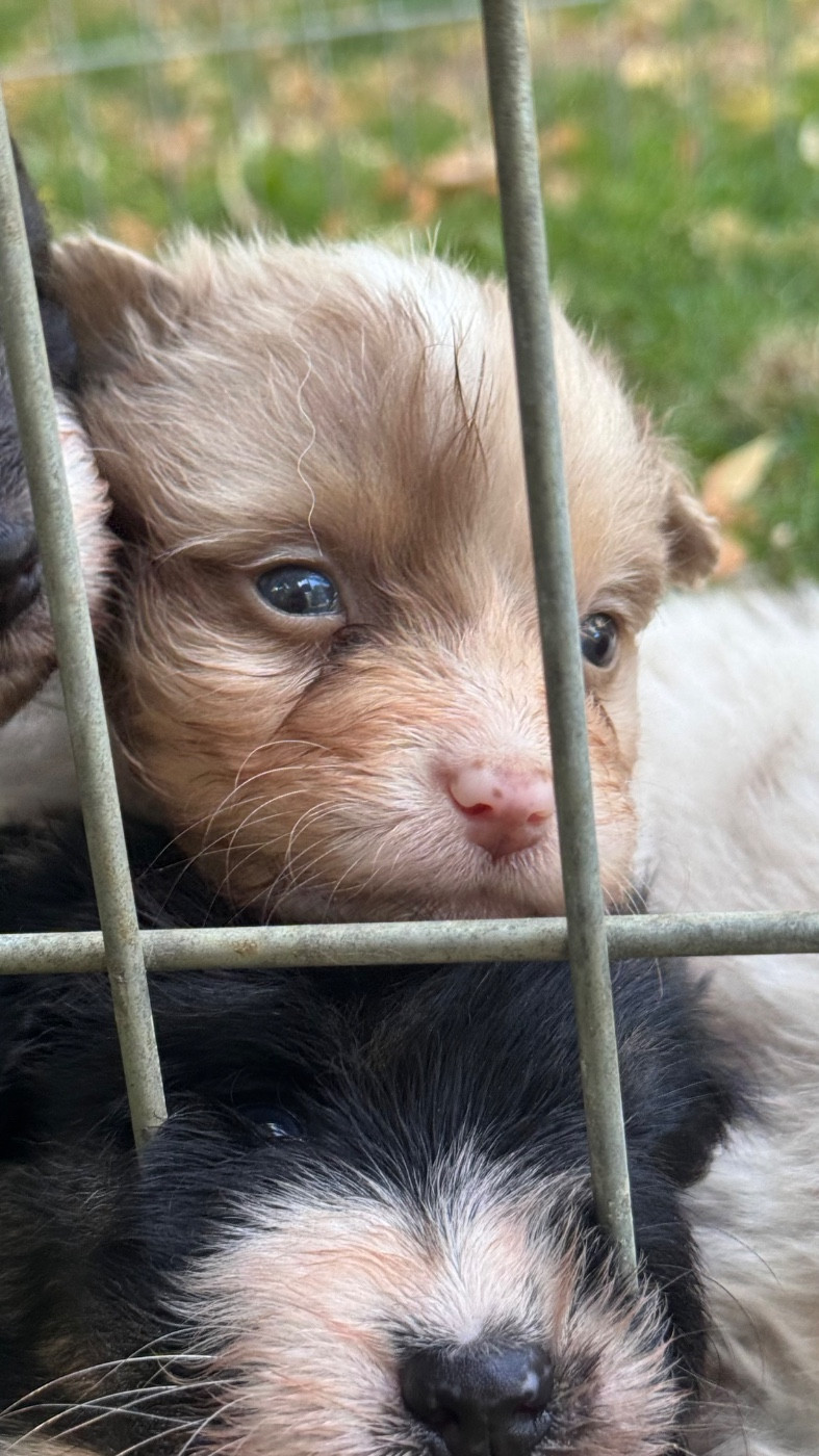 Sheperda - Chiots disponibles - Berger Australien
