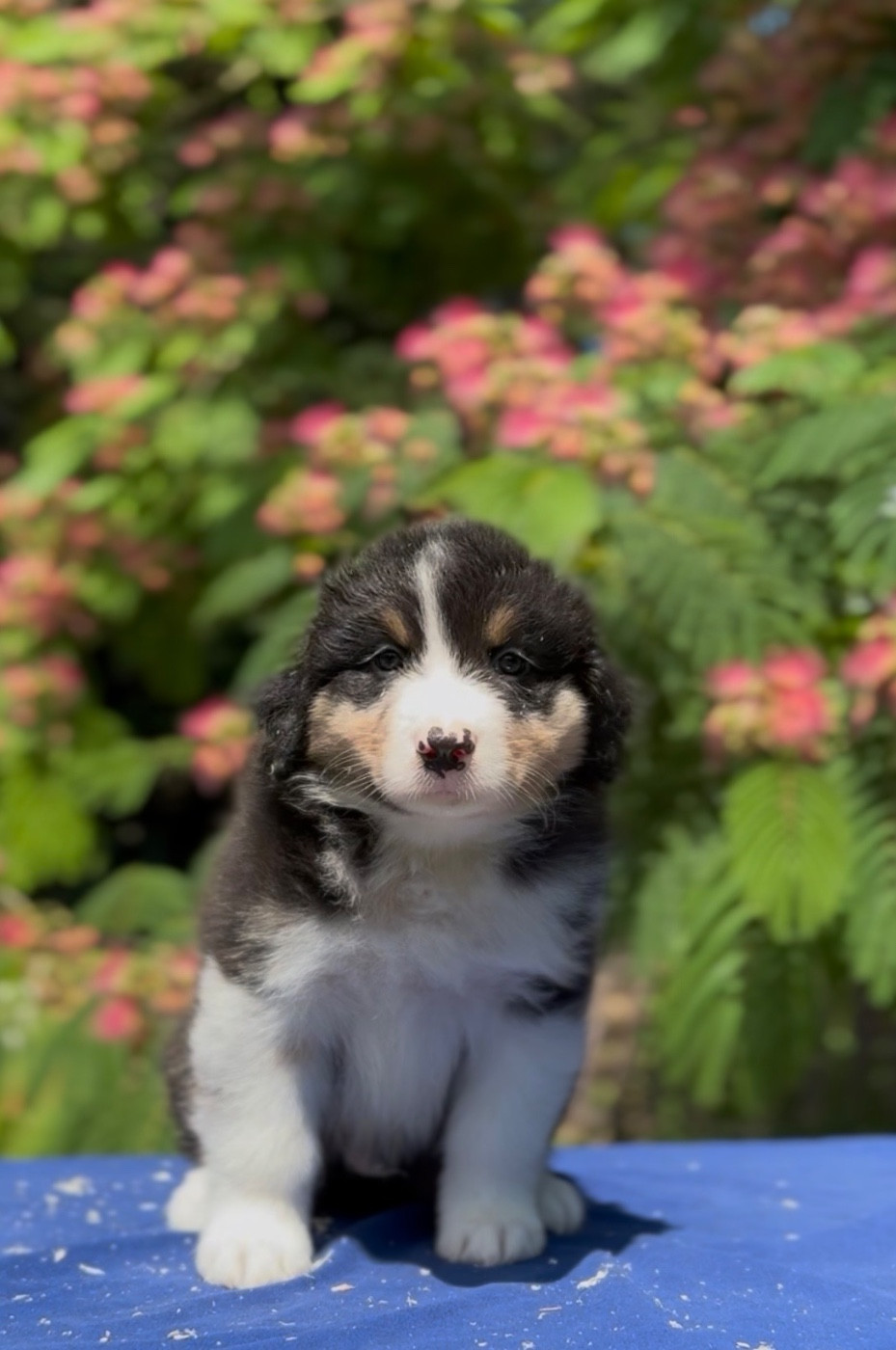 Sheperda - Chiots disponibles - Berger Australien