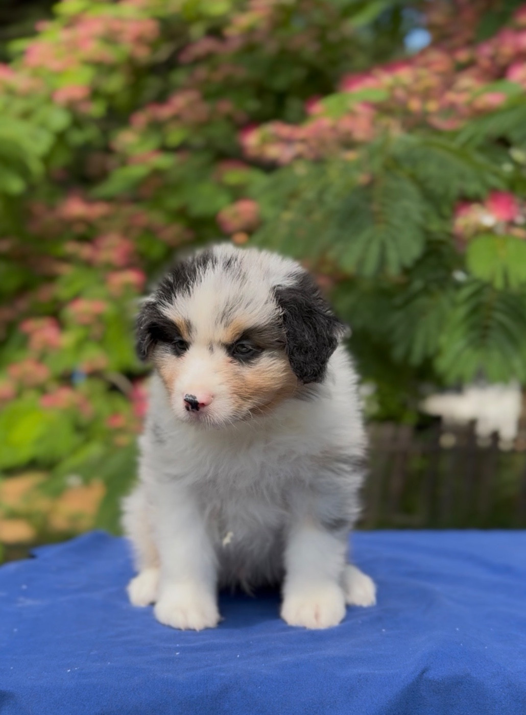 Sheperda - Chiots disponibles - Berger Australien
