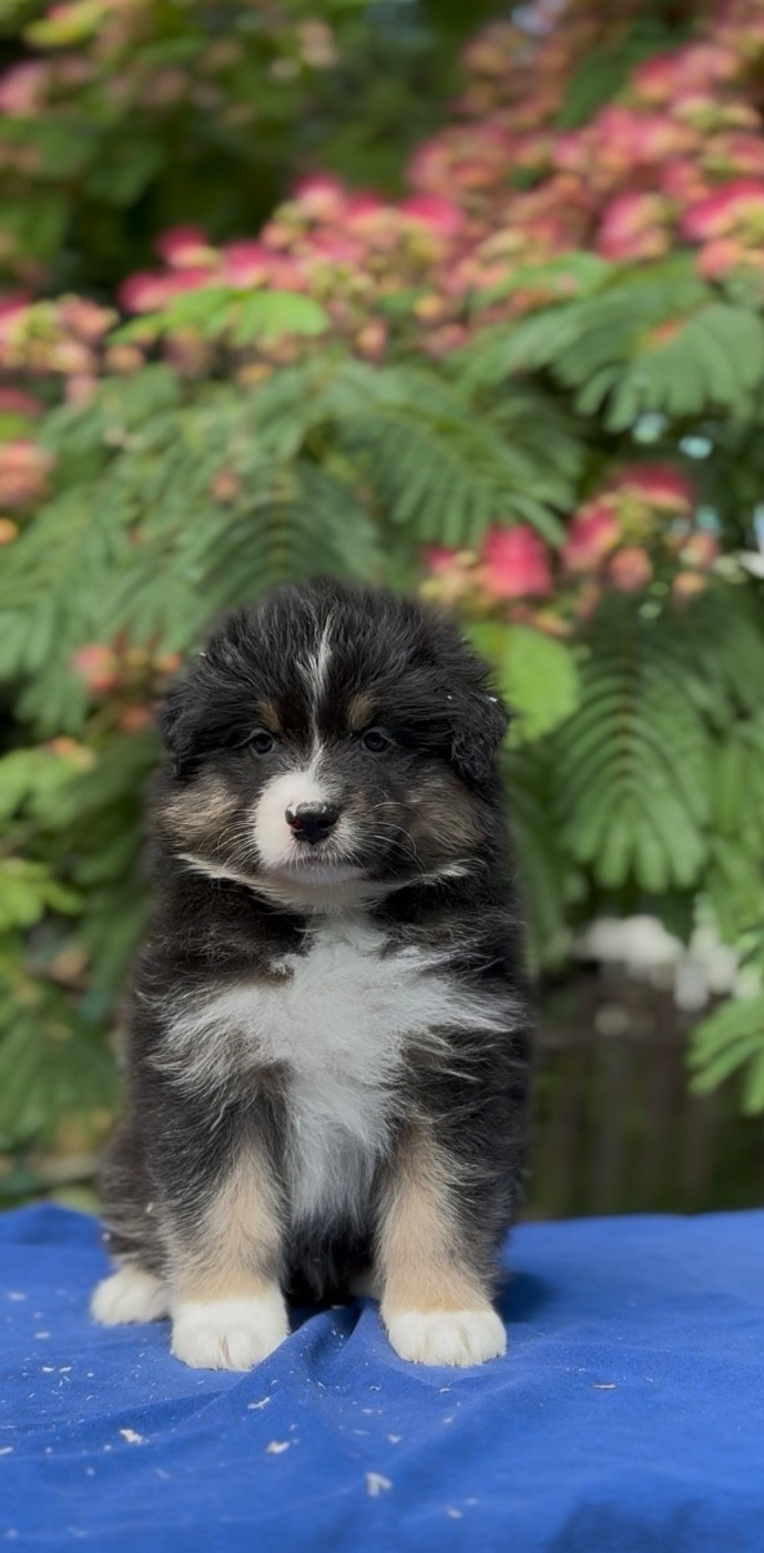 Sheperda - Chiots disponibles - Berger Australien