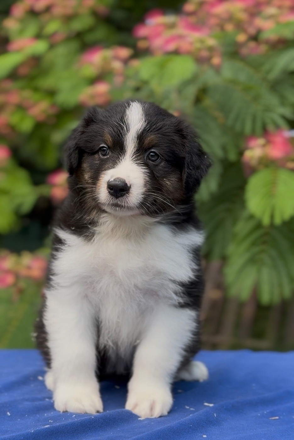 Sheperda - Chiots disponibles - Berger Australien