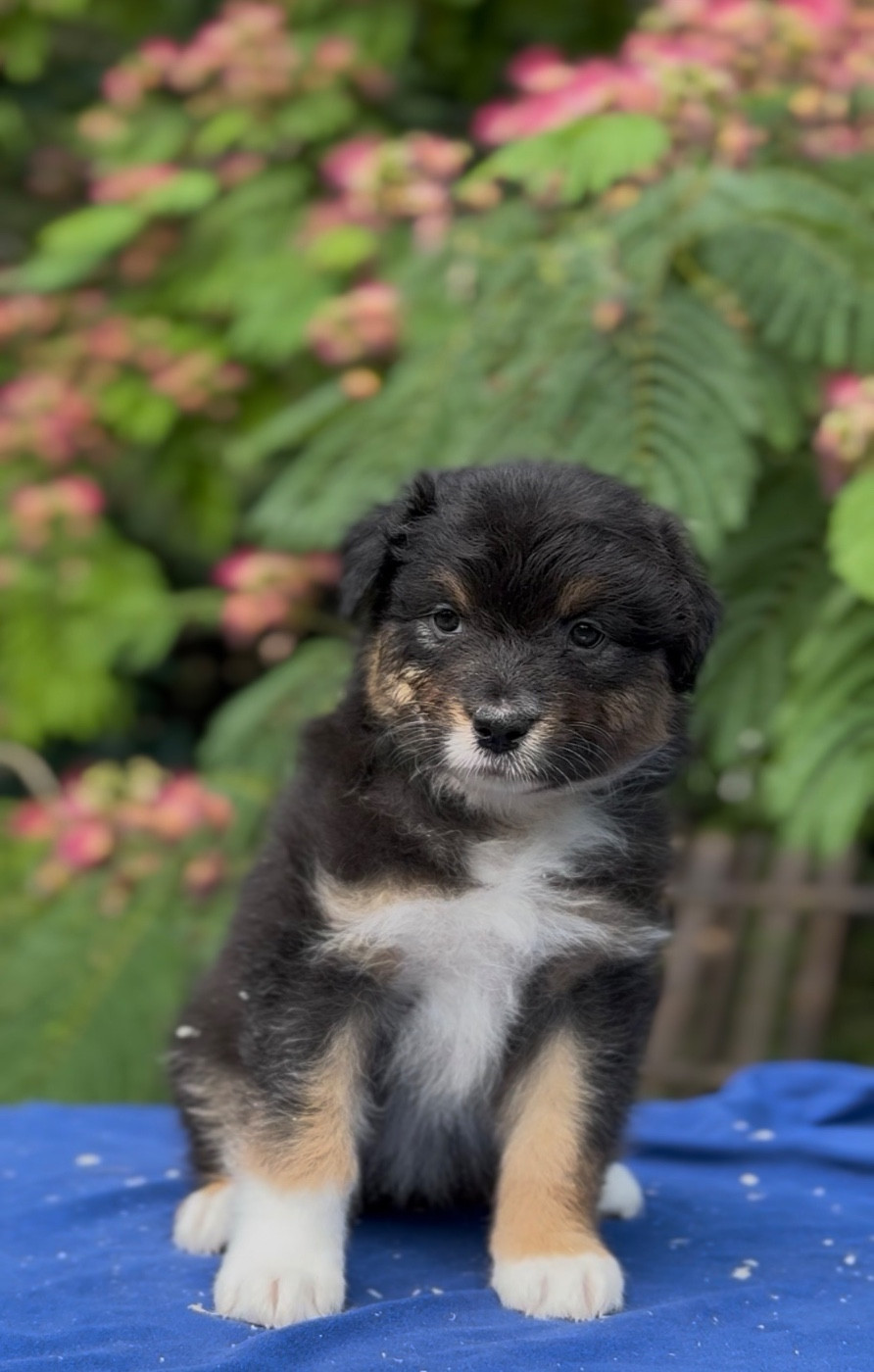 Sheperda - Chiots disponibles - Berger Australien