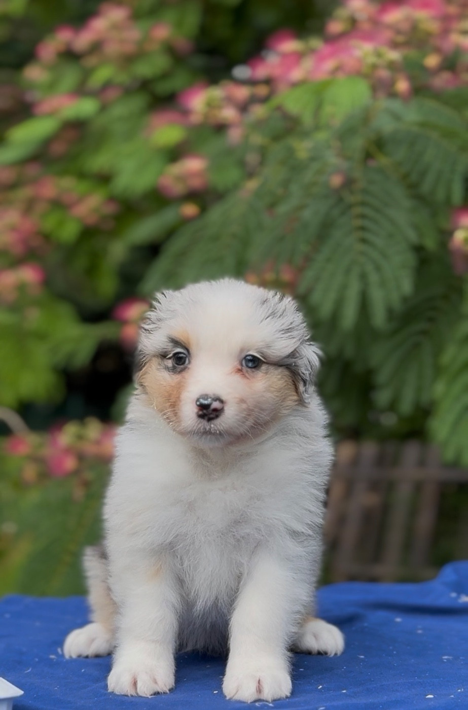 Sheperda - Chiots disponibles - Berger Australien
