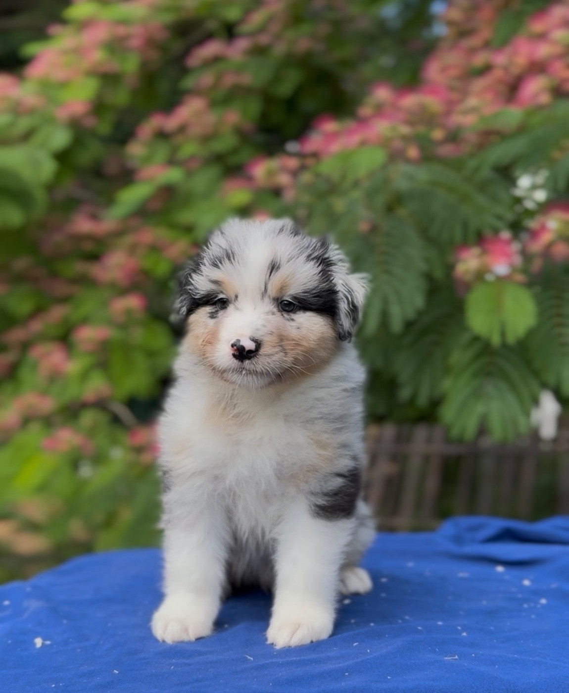 Sheperda - Chiots disponibles - Berger Australien