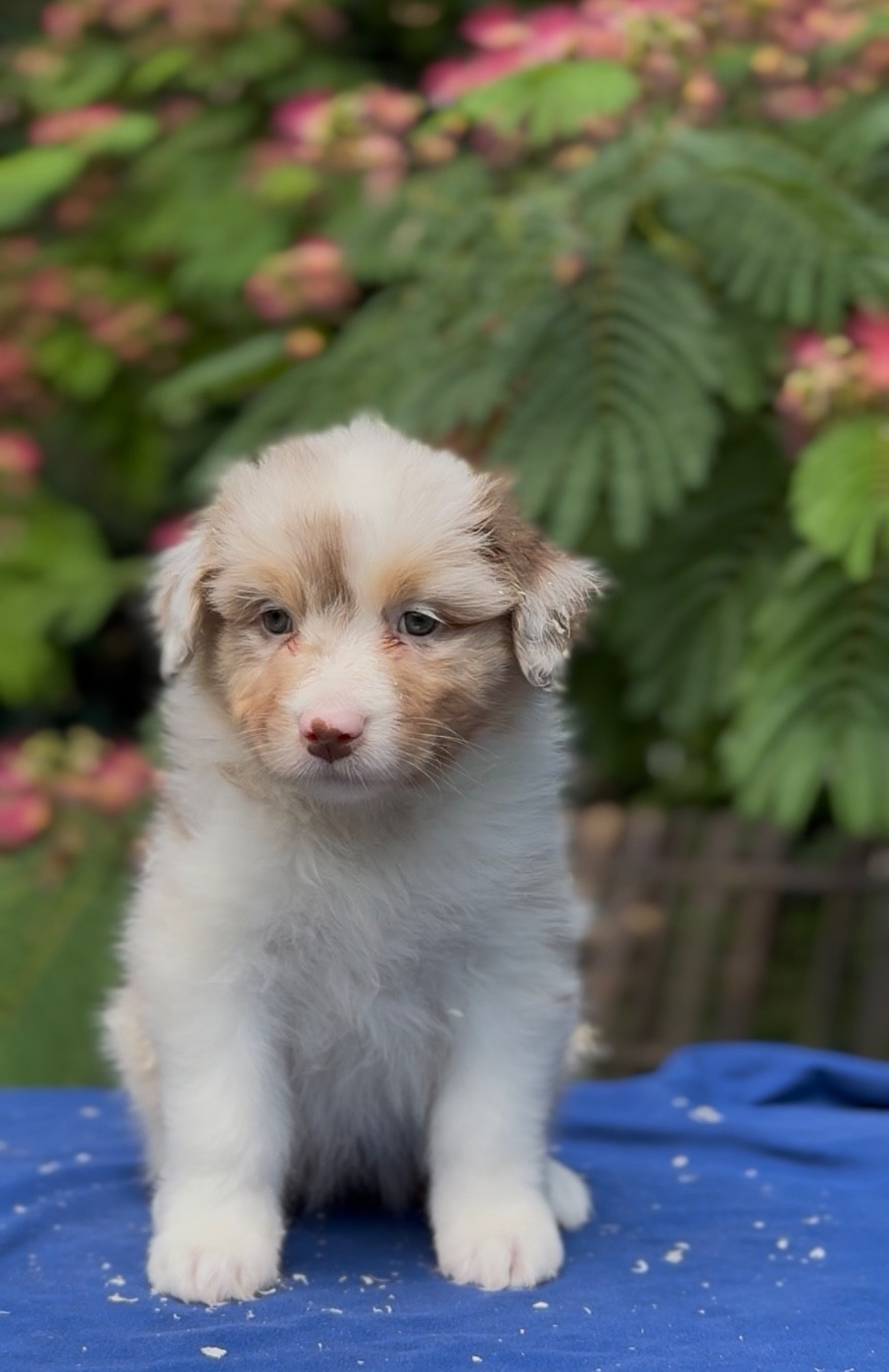 Sheperda - Chiots disponibles - Berger Australien