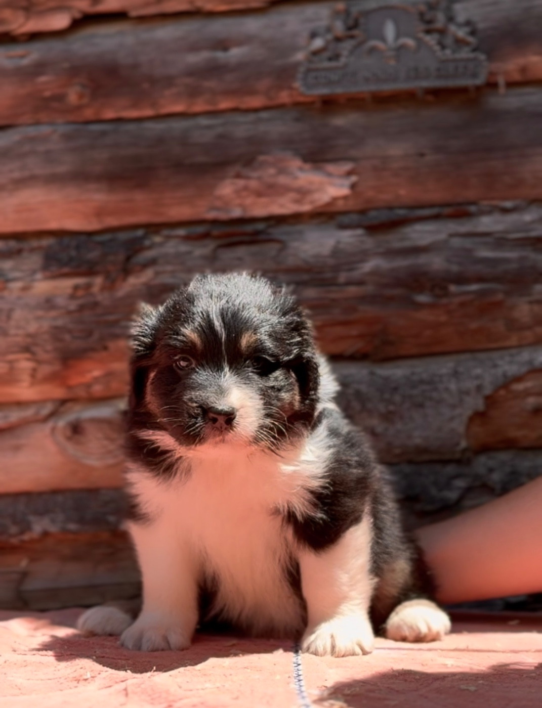 Sheperda - Chiots disponibles - Berger Australien