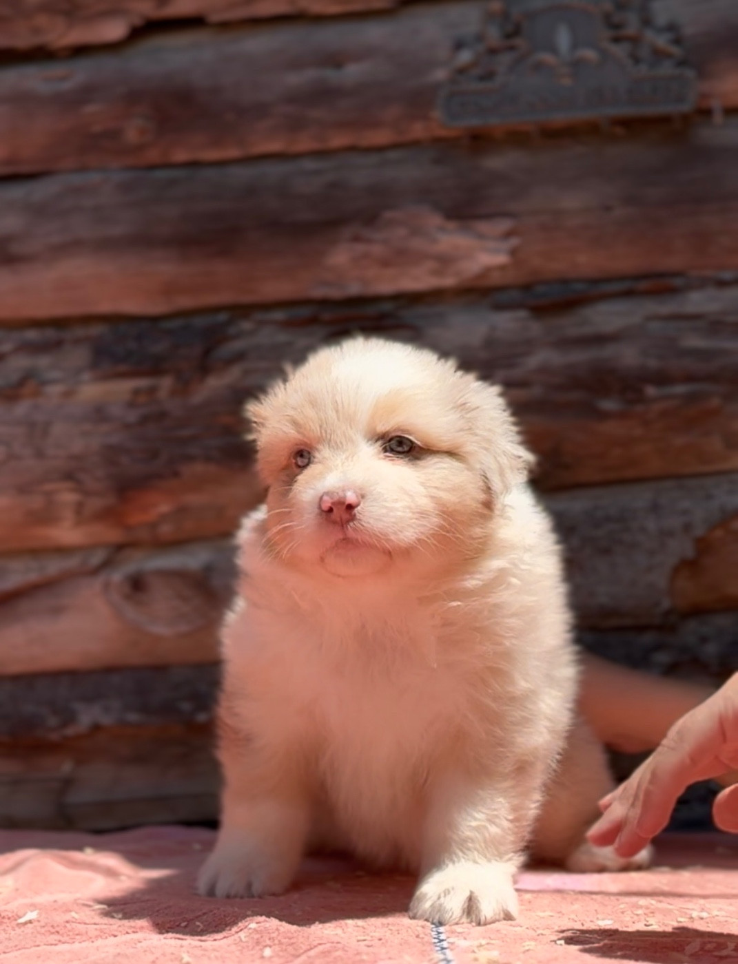 Sheperda - Chiots disponibles - Berger Australien
