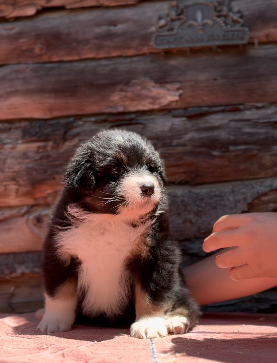 Sheperda - Chiots disponibles - Berger Australien