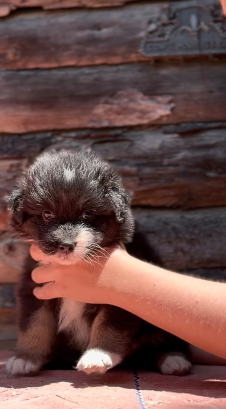 Sheperda - Chiots disponibles - Berger Australien