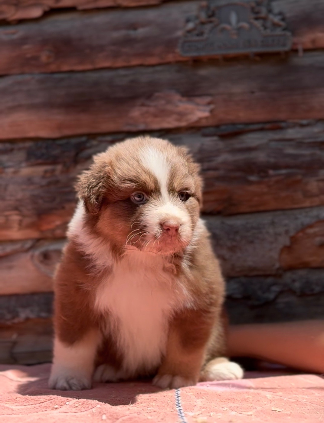 Sheperda - Chiots disponibles - Berger Australien