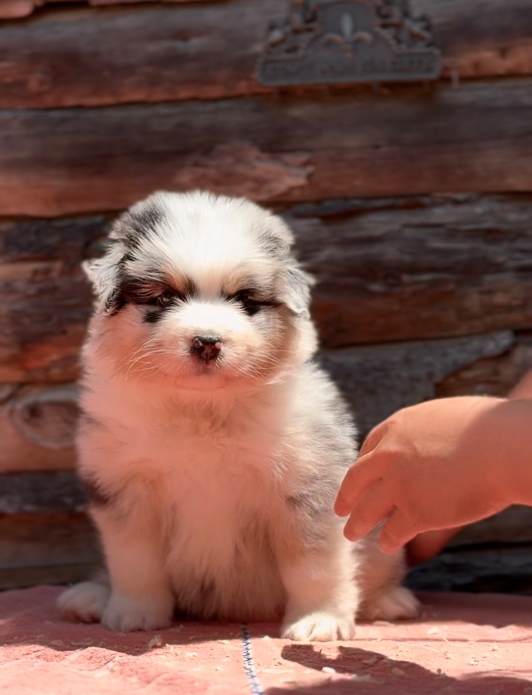 Sheperda - Chiots disponibles - Berger Australien