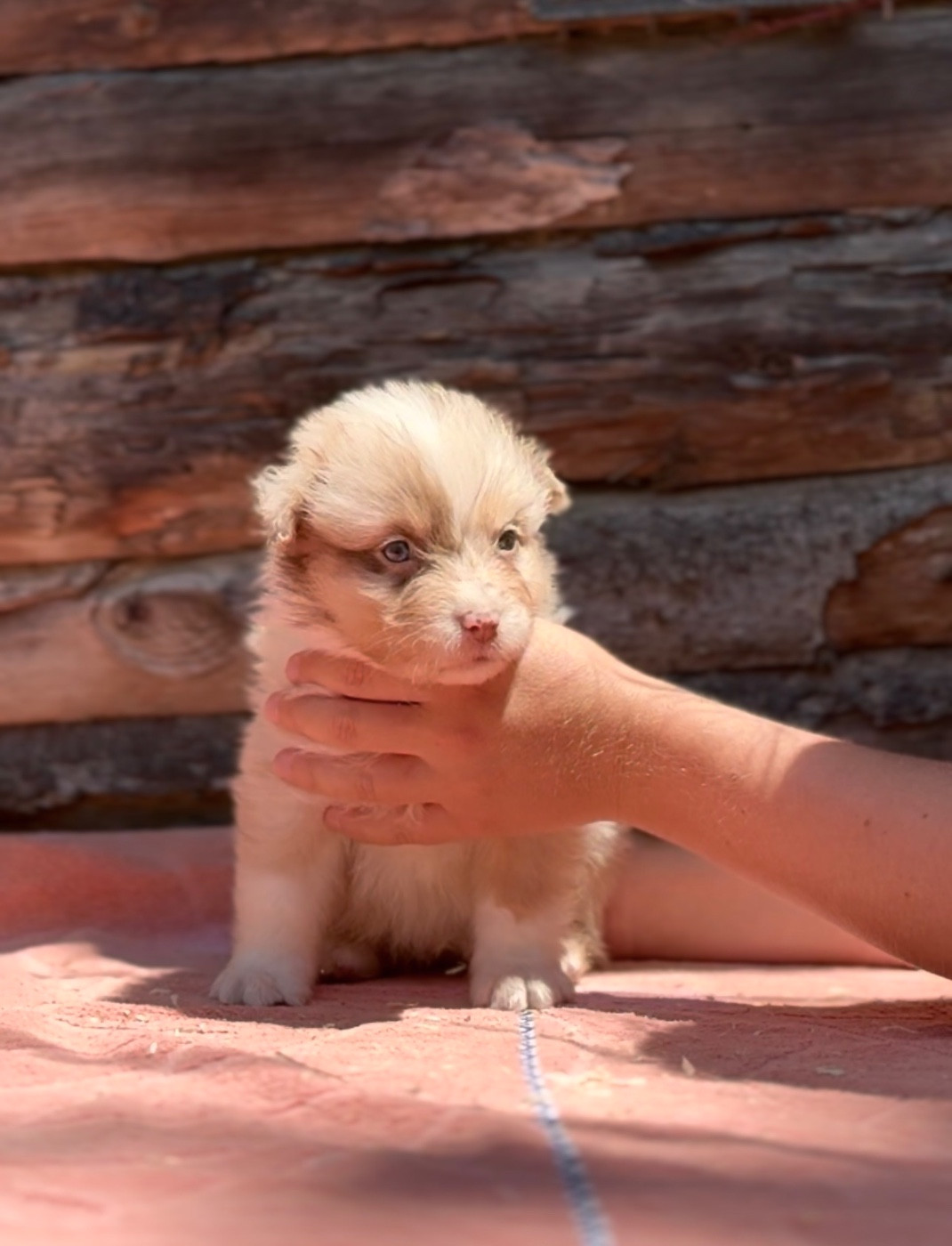 Sheperda - Chiots disponibles - Berger Australien