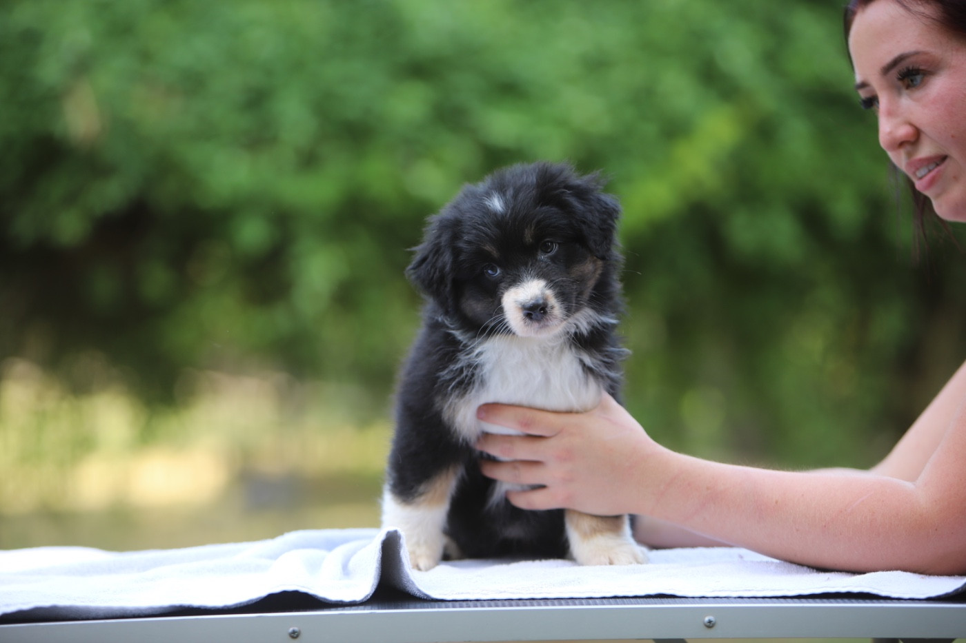 Sheperda - Chiots disponibles - Berger Australien