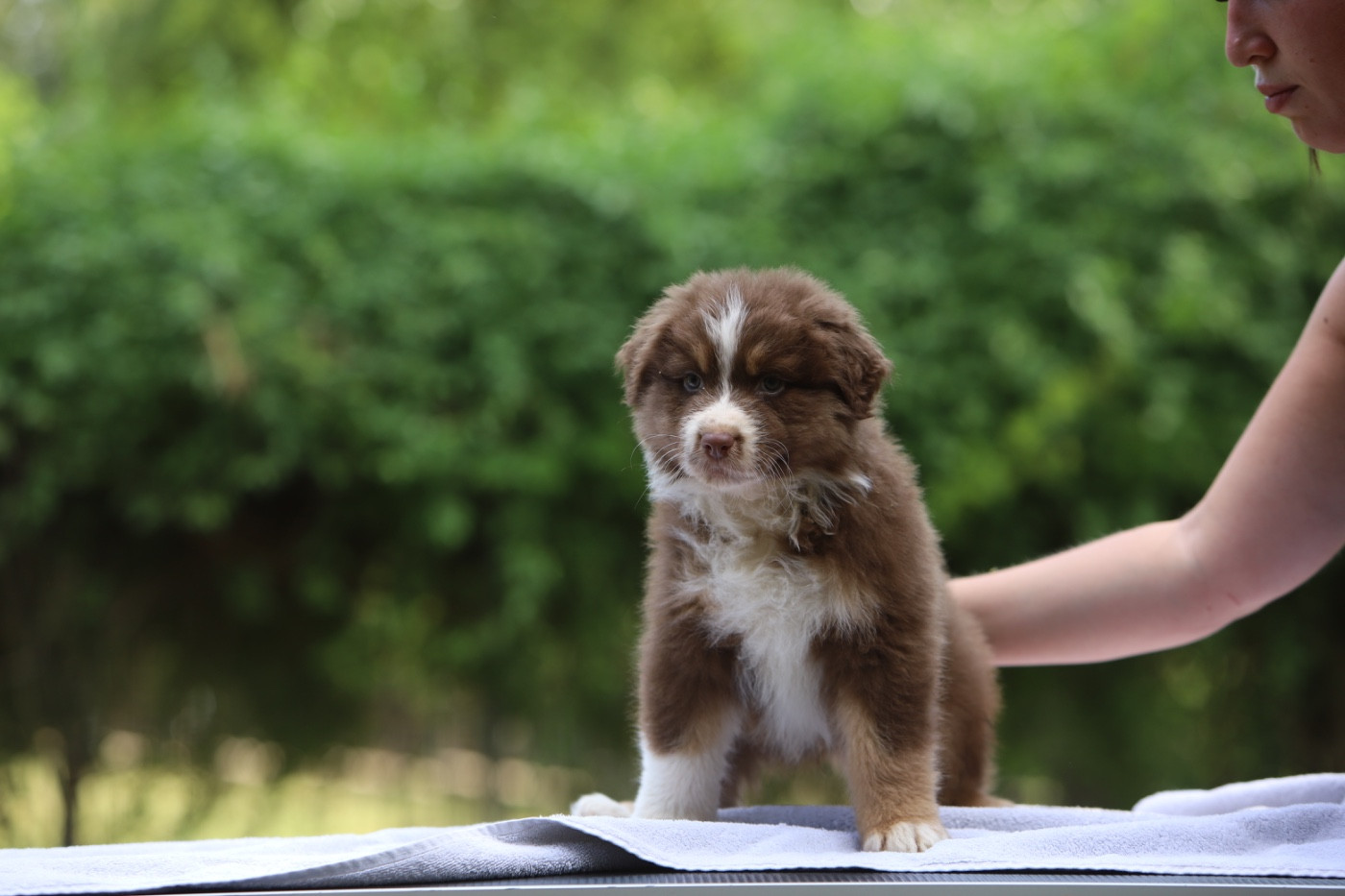 Sheperda - Chiots disponibles - Berger Australien