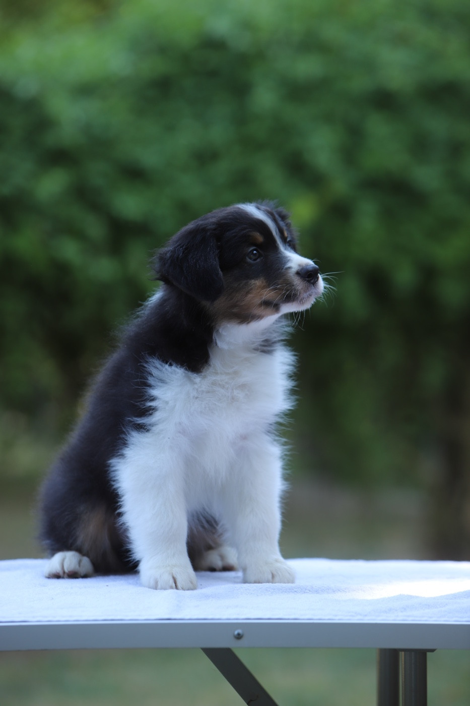 Sheperda - Chiots disponibles - Berger Australien