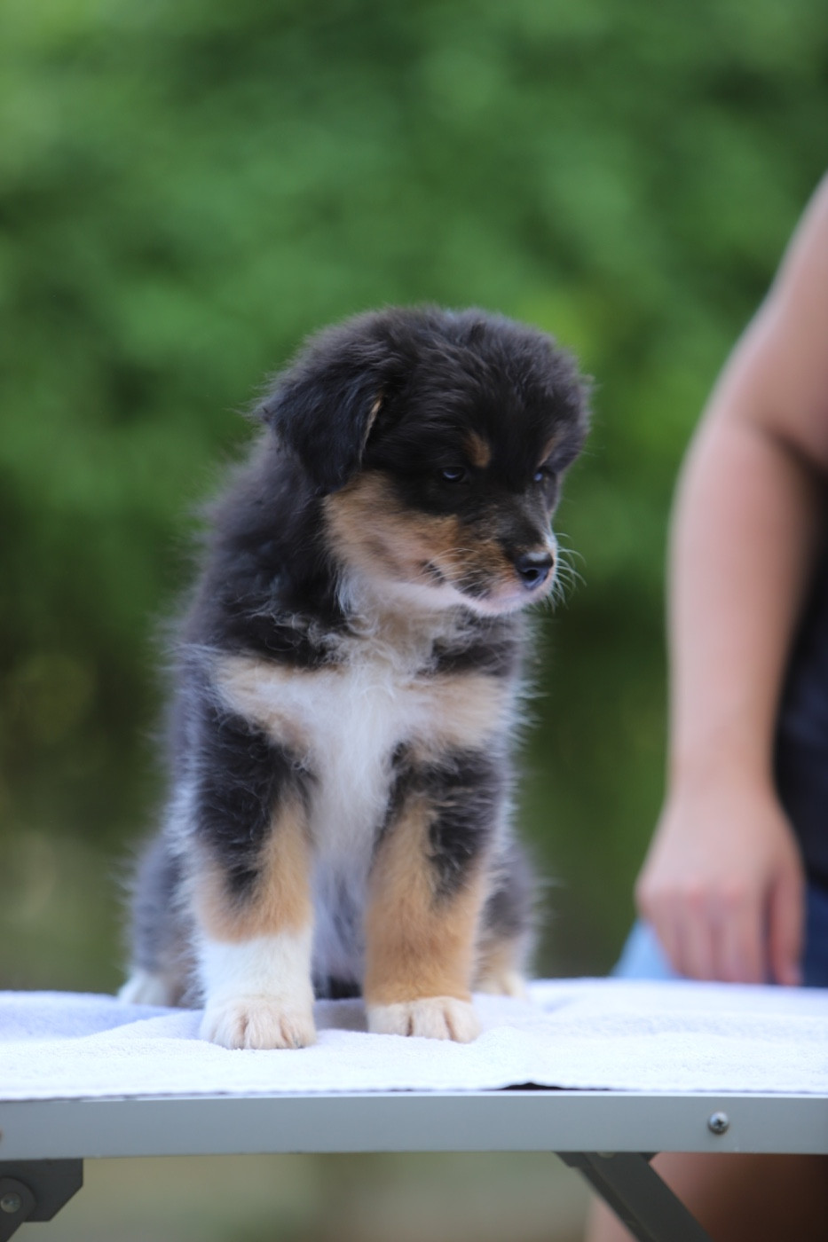 Sheperda - Chiots disponibles - Berger Australien