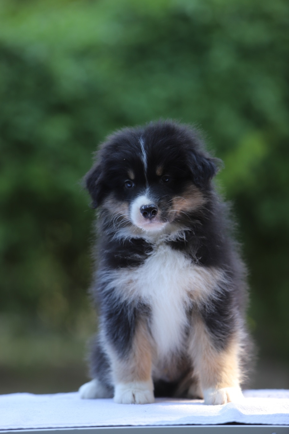 Sheperda - Chiots disponibles - Berger Australien