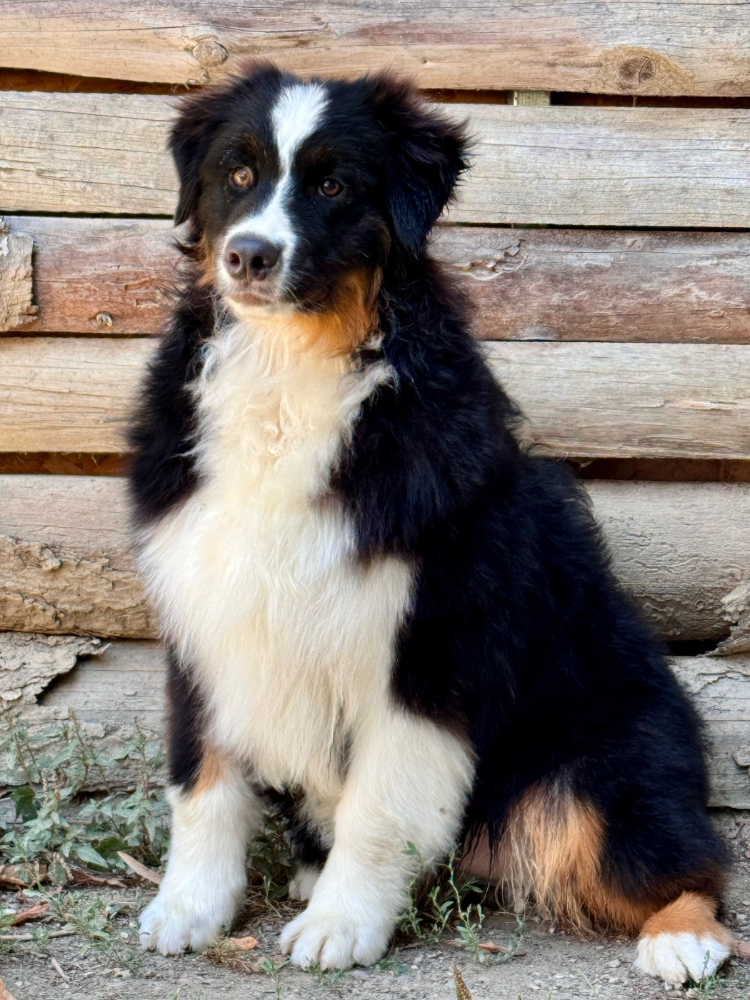 Sheperda - Chiots disponibles - Berger Australien