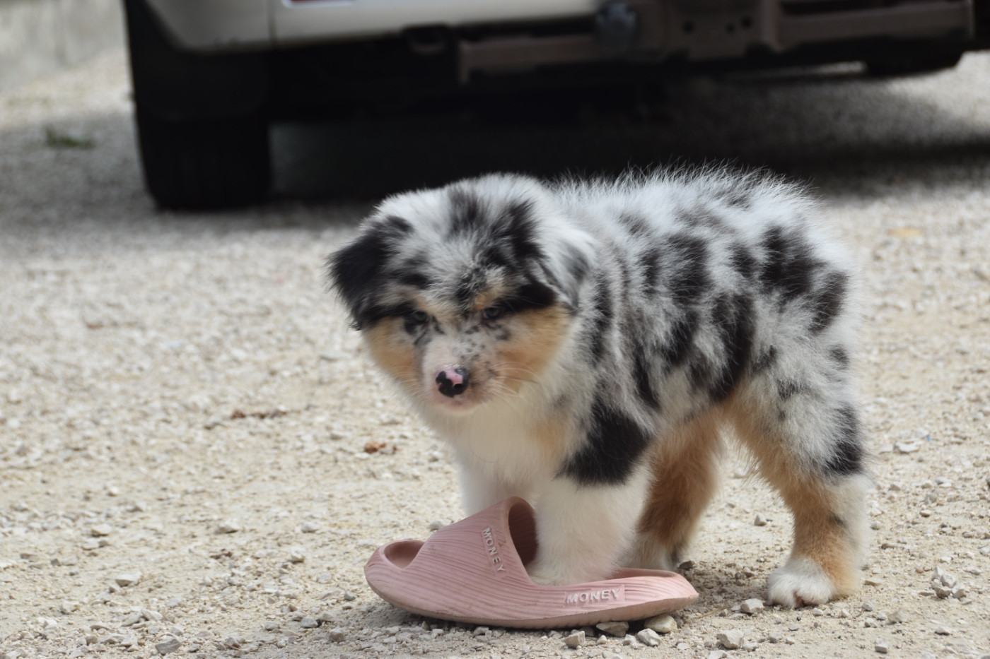 Sheperda - Chiots disponibles - Berger Australien