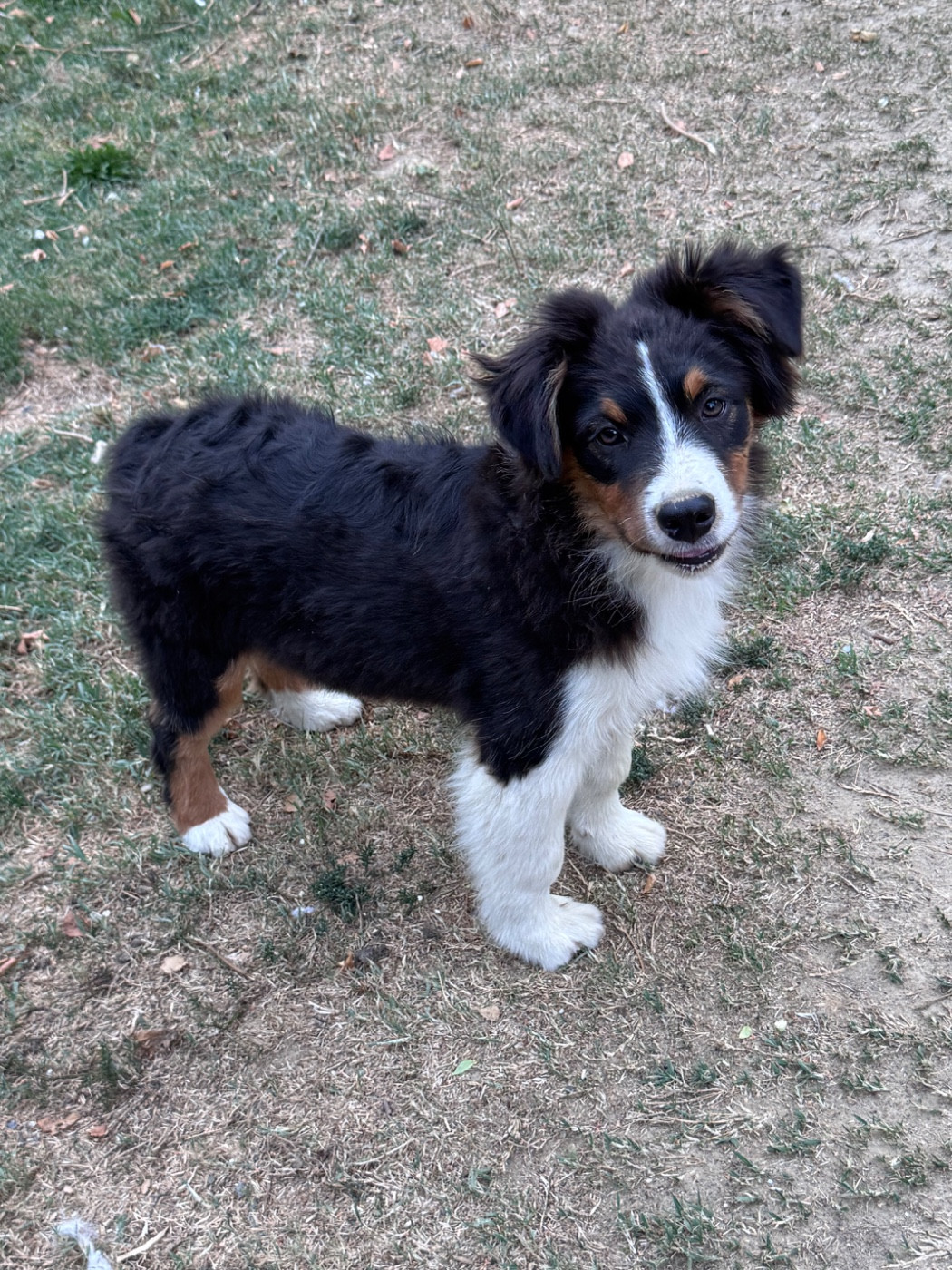Sheperda - Chiots disponibles - Berger Australien