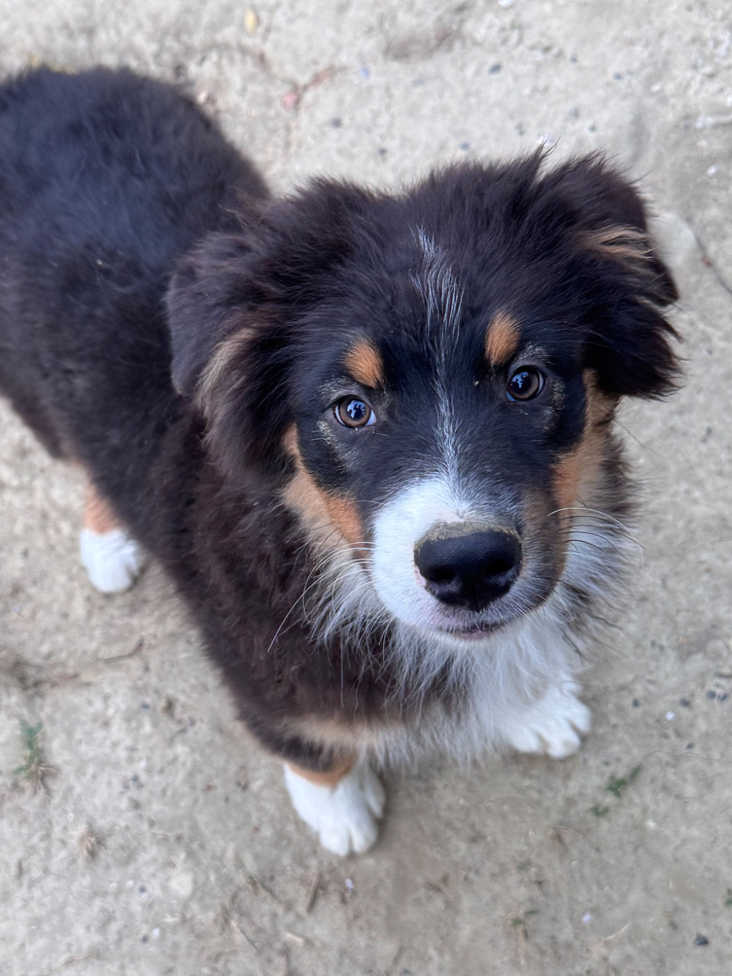 Sheperda - Chiots disponibles - Berger Australien