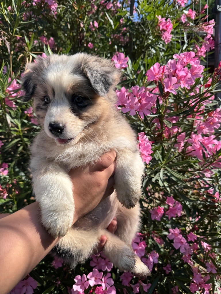Sheperda - Chiots disponibles - Berger Australien