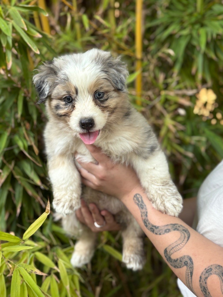 Sheperda - Chiots disponibles - Berger Australien