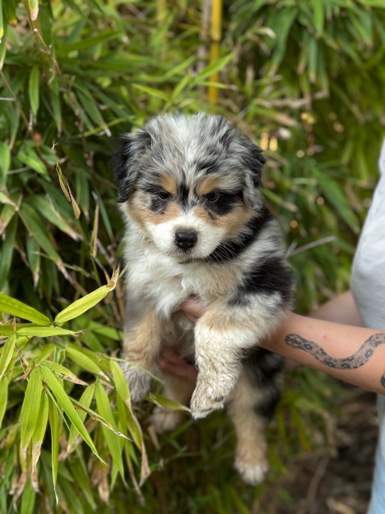 Sheperda - Chiots disponibles - Berger Australien