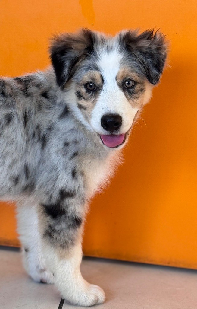 Sheperda - Chiots disponibles - Berger Australien