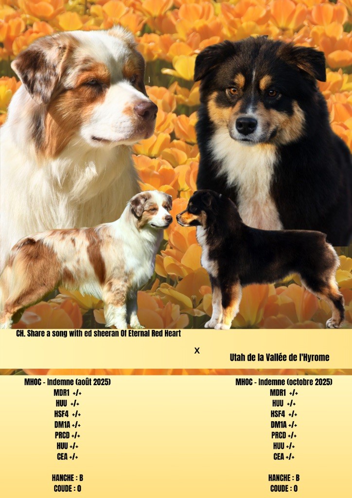 Sheperda - Berger Australien - Portée née le 13/05/2025