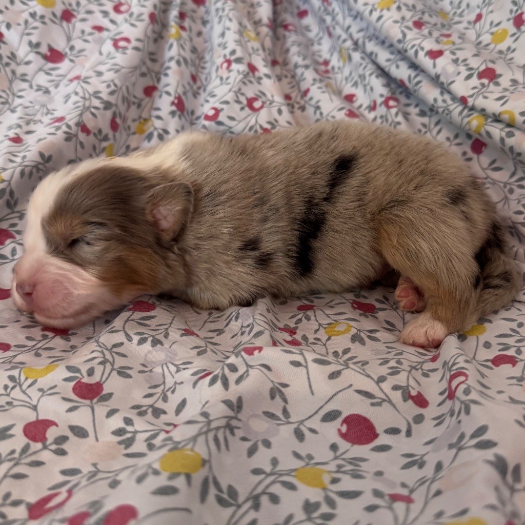 Sheperda - Chiots disponibles - Berger Australien