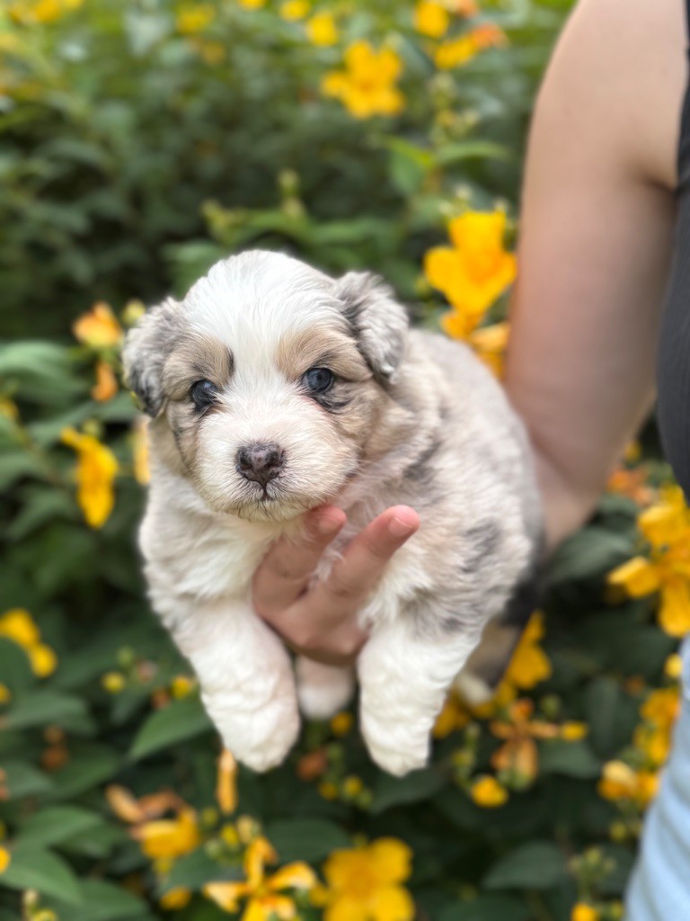 Sheperda - Chiots disponibles - Berger Australien