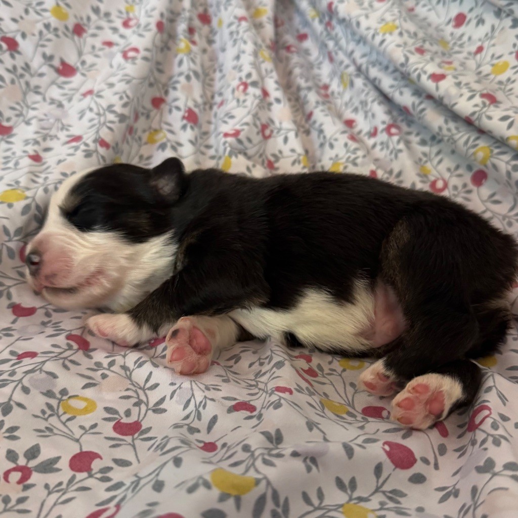 Sheperda - Chiots disponibles - Berger Australien