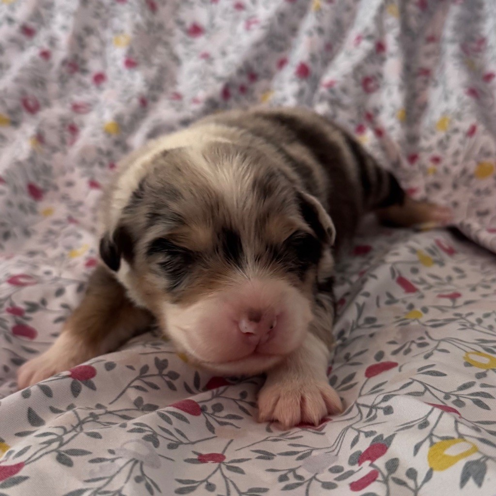 Sheperda - Chiots disponibles - Berger Australien