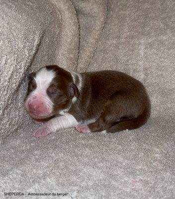 Ambassadeur du berger