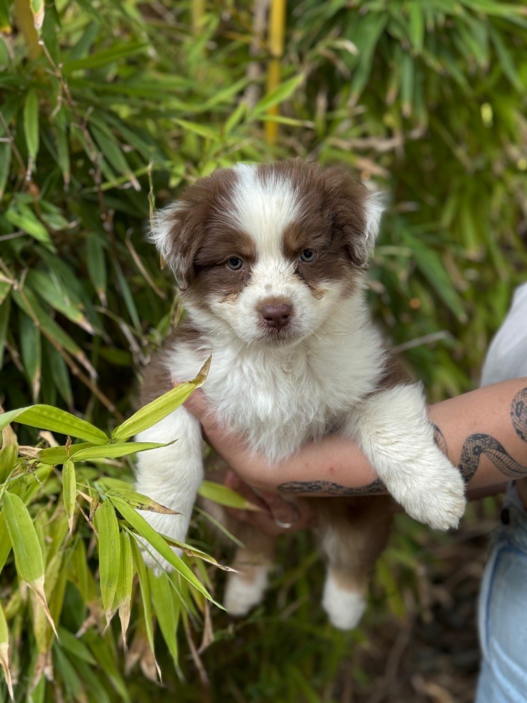 Sheperda - Chiots disponibles - Berger Australien