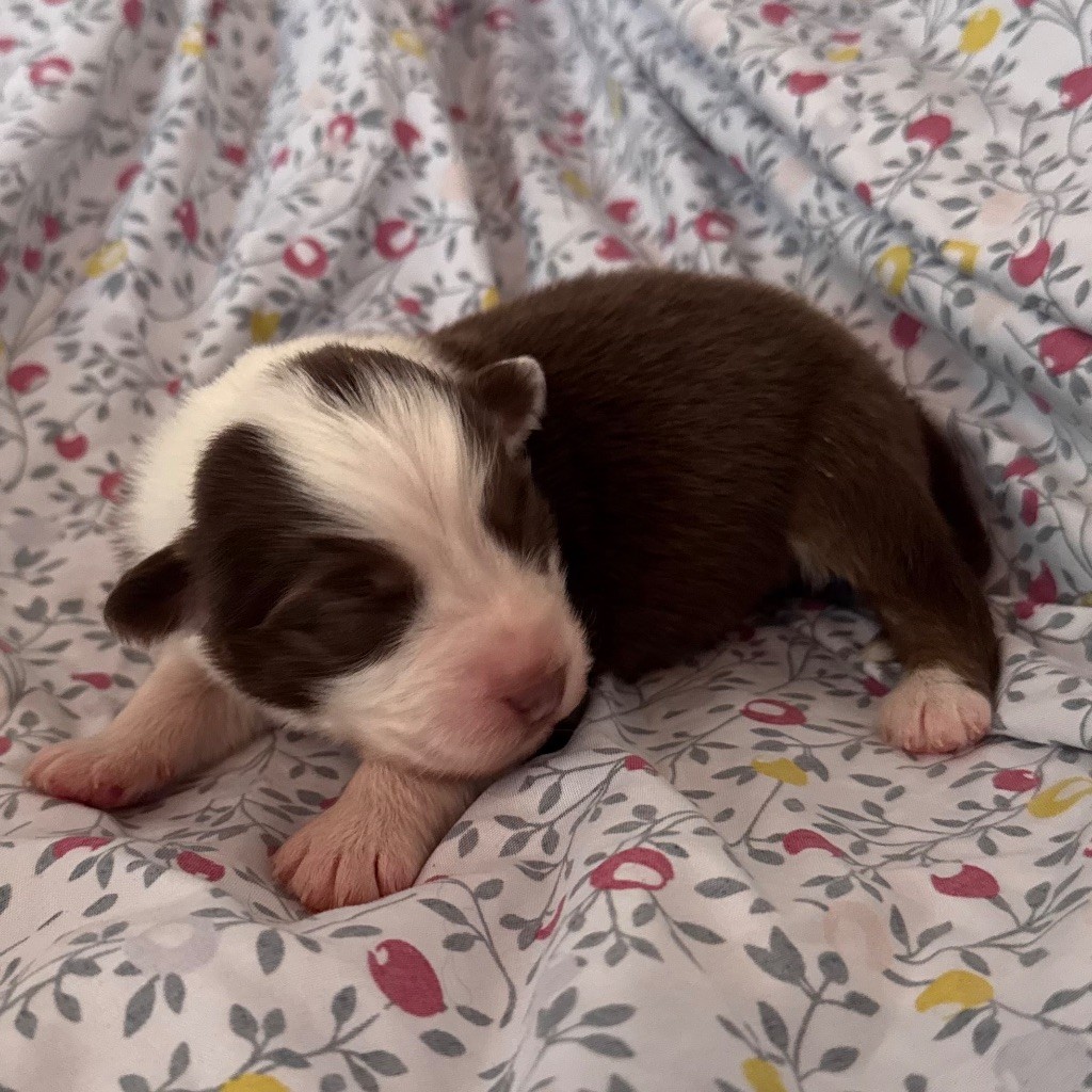Sheperda - Chiots disponibles - Berger Australien