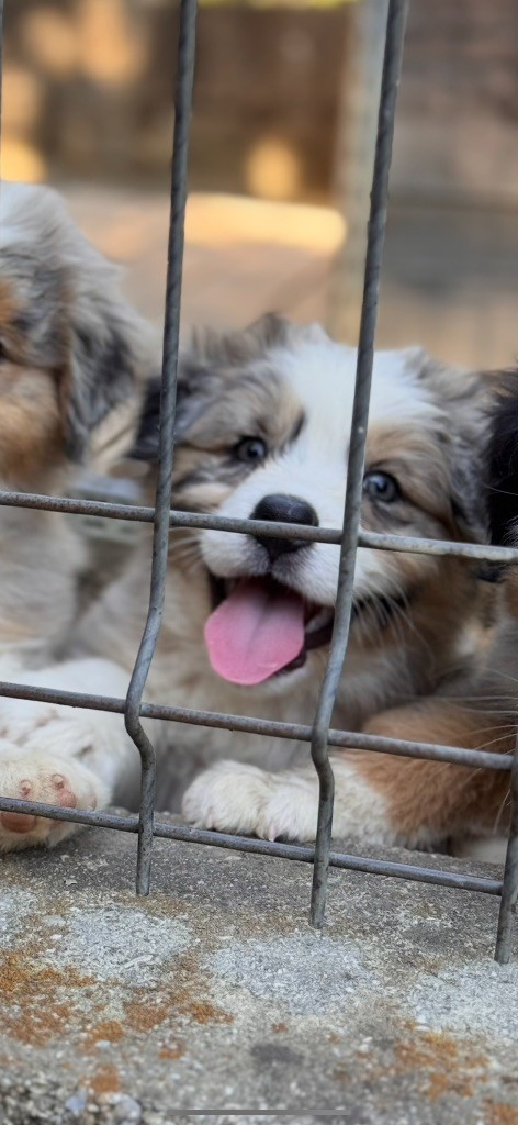 Sheperda - Chiots disponibles - Berger Australien