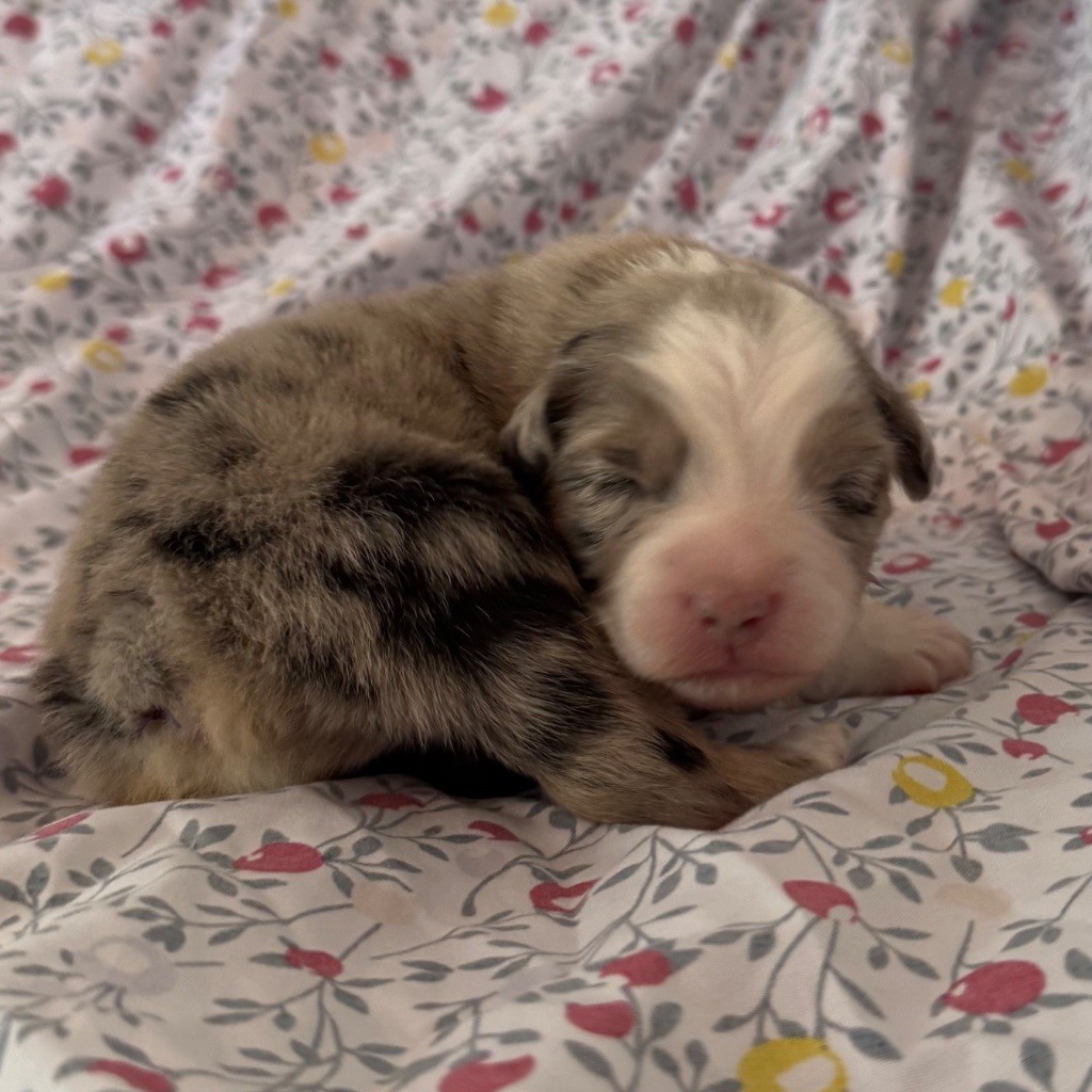 Sheperda - Chiots disponibles - Berger Australien