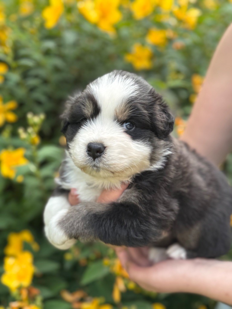 Sheperda - Chiots disponibles - Berger Australien