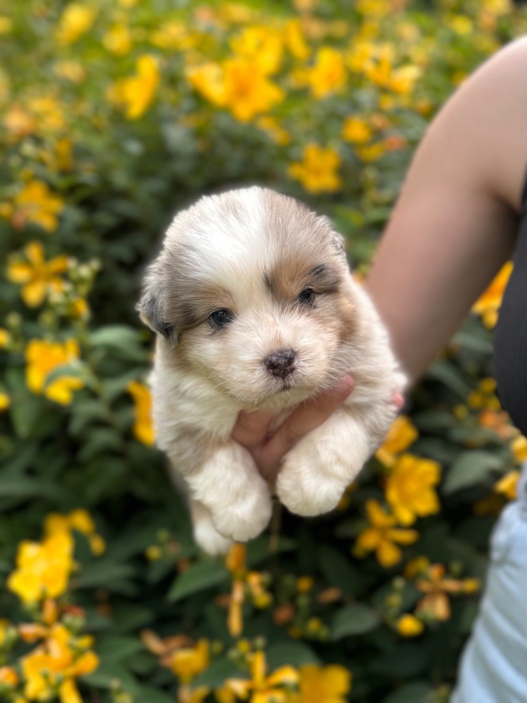 Sheperda - Chiots disponibles - Berger Australien